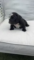 Mine Panter , a male English Bulldog for sale in Palm Beach, FL – 4 of 6