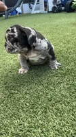 Merle male , a male English Bulldog for sale in Palm Beach, FL – 6 of 6