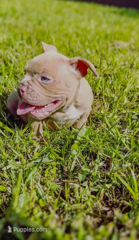 Lilac Bully, a male American Bully for sale in Palm Beach, FL – Photo 1 of 3