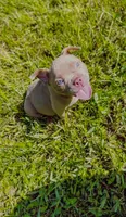 Lilac Bully, a male American Bully for sale in Palm Beach, FL – Photo 3 of 3