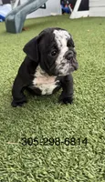 Mine Panter , a male English Bulldog for sale in Palm Beach, FL – 6 of 6