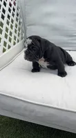 Mine Panter , a male English Bulldog for sale in Palm Beach, FL – 2 of 6