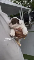 deadpool, a male English Bulldog for sale in Palm Beach, FL – Photo 3 of 5
