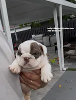 deadpool, a male English Bulldog for sale in Palm Beach, FL – Photo 5 of 5