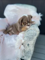 Female EB, a female English Bulldog for sale in Palm Beach, FL – Photo 3 of 5