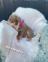 Female EB, a female English Bulldog for sale in Palm Beach, FL – Photo 1 of 5