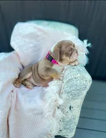 Female EB, a female English Bulldog for sale in Palm Beach, FL – Photo 5 of 5