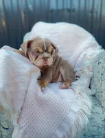 Female EB, a female English Bulldog for sale in Palm Beach, FL – Photo 4 of 5