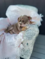 Female EB, a female English Bulldog for sale in Palm Beach, FL – Photo 2 of 5