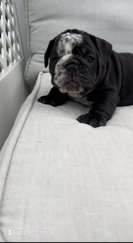 Mine Panter  – English Bulldog puppy for sale in Palm Beach, FL