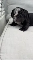 Mine Panter , a male English Bulldog for sale in Palm Beach, FL – 1 of 6