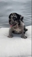 Merle male , a male English Bulldog for sale in Palm Beach, FL – 2 of 6