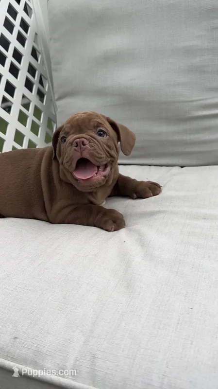 Chocolate  – English Bulldog puppy for sale in Palm Beach, FL