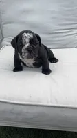 Mine Panter , a male English Bulldog for sale in Palm Beach, FL – 3 of 6