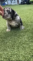 Merle male , a male English Bulldog for sale in Palm Beach, FL – 3 of 6
