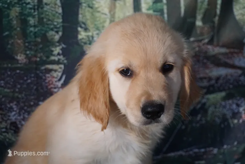 Diana – Golden Retriever puppy for sale in Wirtz, VA