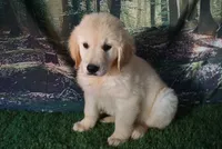 Don, a male Golden Retriever for sale in Wirtz, VA – 3 of 5