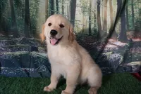 Daisy(pending), a female Golden Retriever for sale in Wirtz, VA – 2 of 5