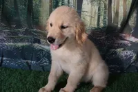Daliah, a female Golden Retriever for sale in Wirtz, VA – 3 of 5