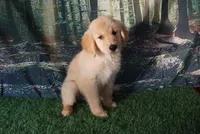 Diana, a female Golden Retriever for sale in Wirtz, VA – 3 of 5