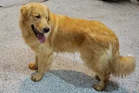 Diesel , a male Golden Retriever for sale in Wirtz, VA – 4 of 5
