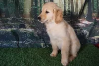 Diesel , a male Golden Retriever for sale in Wirtz, VA – 3 of 5