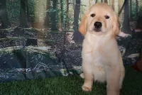Diesel , a male Golden Retriever for sale in Wirtz, VA – 2 of 5