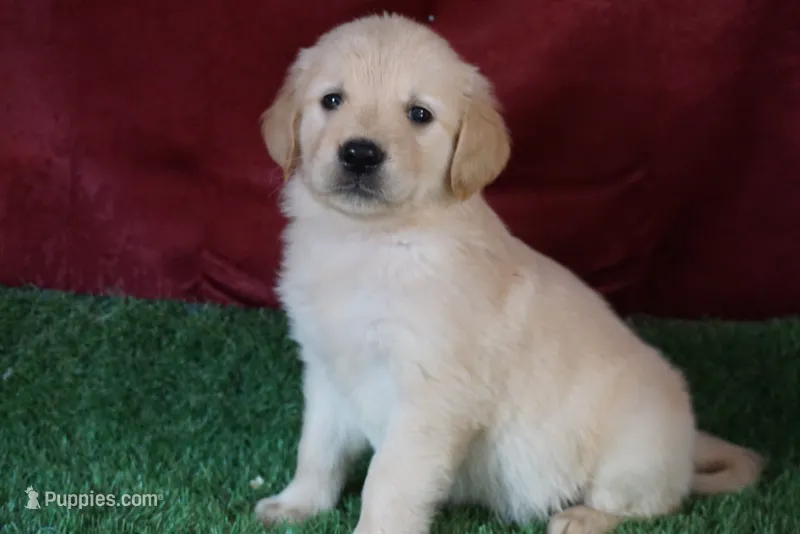 Daisy – Golden Retriever puppy for sale in Wirtz, VA