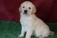 Daisy, a female Golden Retriever for sale in Wirtz, VA – 1 of 5