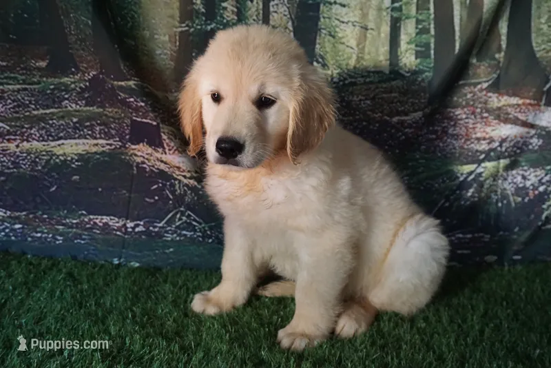 Danny – Golden Retriever puppy for sale in Wirtz, VA
