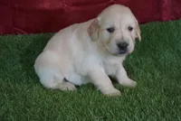 Casey, a female Golden Retriever for sale in Wirtz, VA – Photo 3 of 4