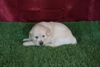 Casey, a female Golden Retriever for sale in Wirtz, VA – Photo 2 of 4