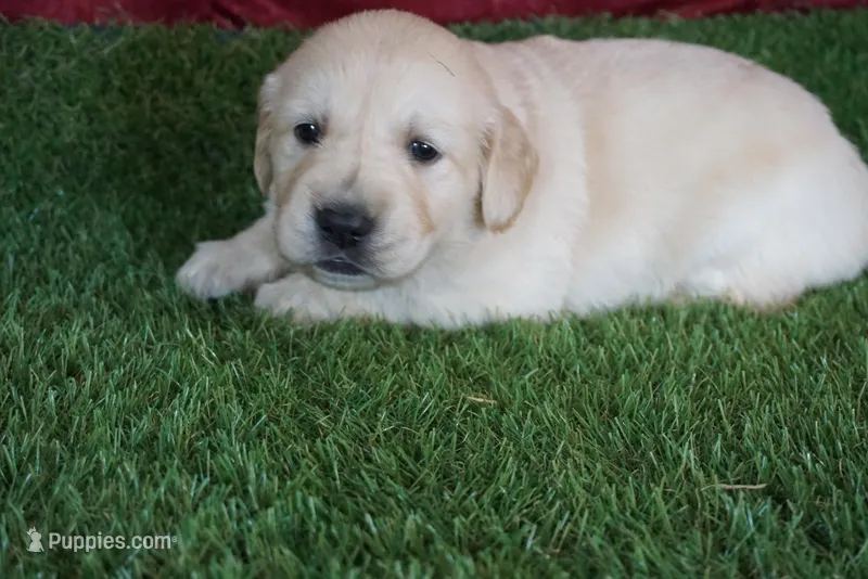Casey, a female Golden Retriever for sale in Wirtz, VA – Photo 1 of 4
