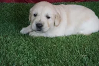 Casey, a female Golden Retriever for sale in Wirtz, VA – Photo 1 of 4