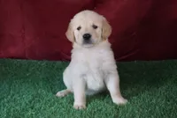 Daisy, a female Golden Retriever for sale in Wirtz, VA – 3 of 5