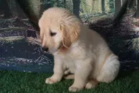 Danny, a male Golden Retriever for sale in Wirtz, VA – 2 of 5