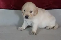 Custer, a male Golden Retriever for sale in Wirtz, VA – Photo 3 of 4