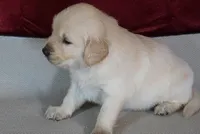 Custer, a male Golden Retriever for sale in Wirtz, VA – Photo 1 of 4