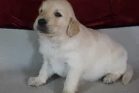 Custer, a male Golden Retriever for sale in Wirtz, VA – Photo 2 of 4