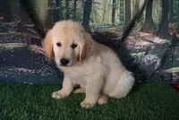 Don, a male Golden Retriever for sale in Wirtz, VA – 2 of 5