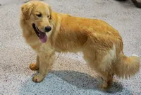 Daisy, a female Golden Retriever for sale in Wirtz, VA – 5 of 5