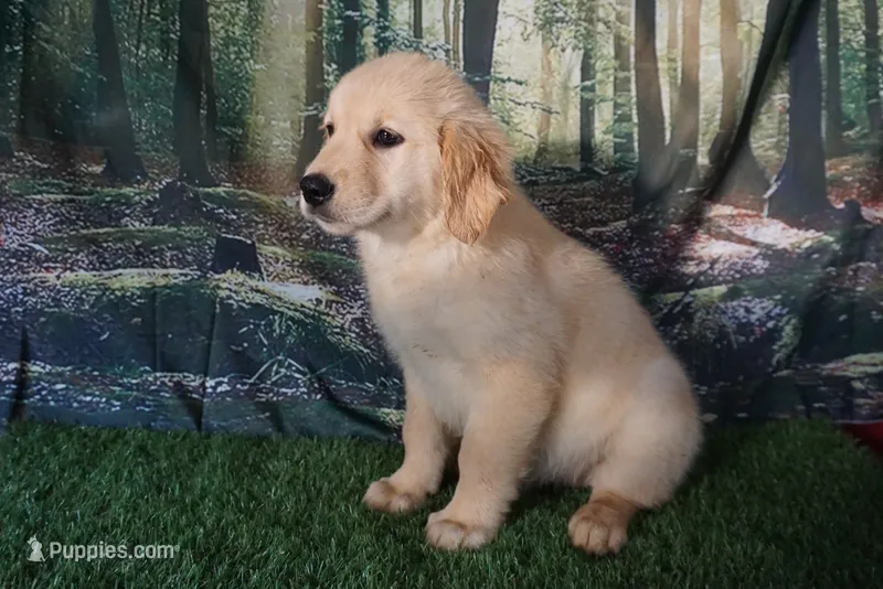 Daisy – Golden Retriever puppy for sale in Wirtz, VA