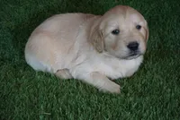 Carrie, a female Golden Retriever for sale in Wirtz, VA – Photo 3 of 4