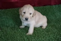 Carrie, a female Golden Retriever for sale in Wirtz, VA – Photo 2 of 4