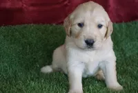 Carrie, a female Golden Retriever for sale in Wirtz, VA – Photo 1 of 4