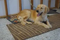 Diesel , a male Golden Retriever for sale in Wirtz, VA – 5 of 5