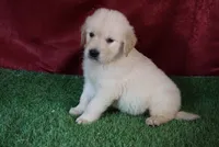 Derby, a male Golden Retriever for sale in Wirtz, VA – 3 of 5
