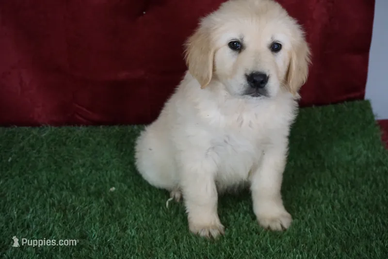 Derby – Golden Retriever puppy for sale in Wirtz, VA