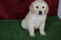 Derby, a male Golden Retriever for sale in Wirtz, VA – 1 of 5