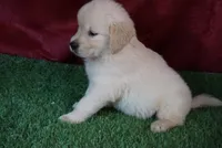 Derby, a male Golden Retriever for sale in Wirtz, VA – 2 of 5